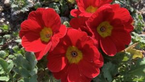 冬に赤い花を咲かせるプリムラジュリアン