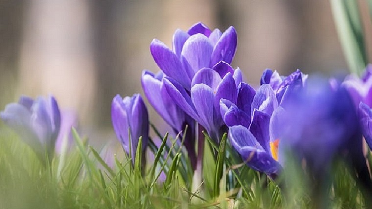 冬に青い花を咲かせるクロッカス
