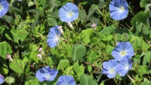 秋に咲く青いソライロアサガオ