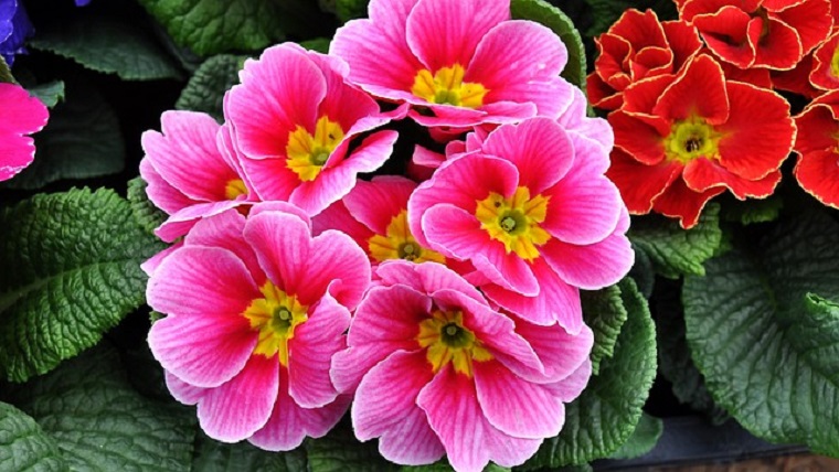 春の花でピンク色に咲くプリムラ・ジュリアン