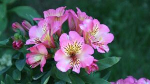 春の花でピンク色に咲くアルストロメリア