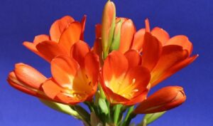 春の花でオレンジ色に咲くクンシラン