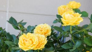 黄色の牡丹の花