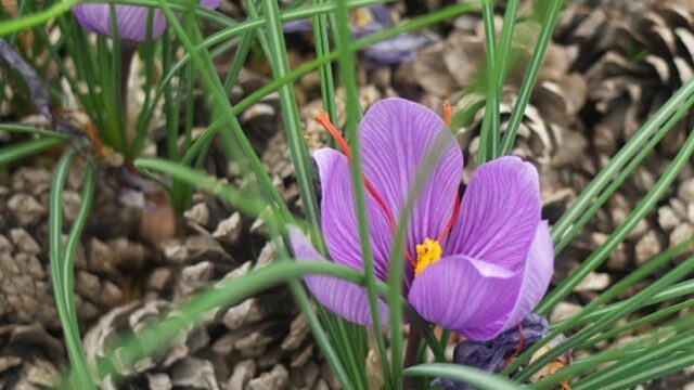 サフランの紫の花