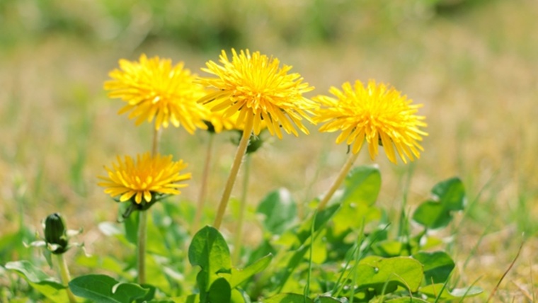 黄色いたんぽぽの花