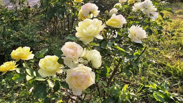 夏に剪定した後の秋のバラ