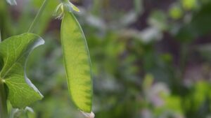 秋に種から育てる野菜のエンドウ