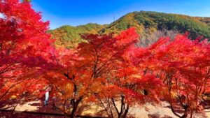 秋の山と綺麗な紅葉
