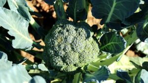 秋に種から育てる野菜のブロッコリー