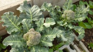 夏に植える野菜のブロッコリー