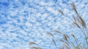 秋の雲とすすき