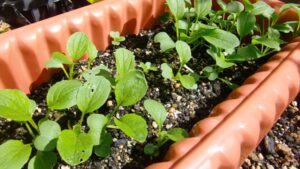 夏に植える野菜のコマツナ