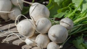 秋に種から育てる野菜のカブ