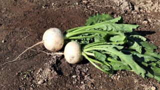 夏に植える野菜のカブ