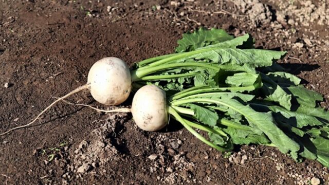 夏に植える野菜のカブ