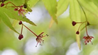 紅葉(もみじ)の花