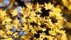 紅葉するイタヤカエデ