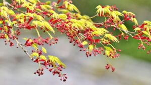 紅葉の房状の花