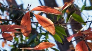 紅葉するメグスリノキ