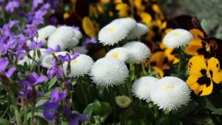 冬の花壇の花のパンジ－・ビオラ・デージー