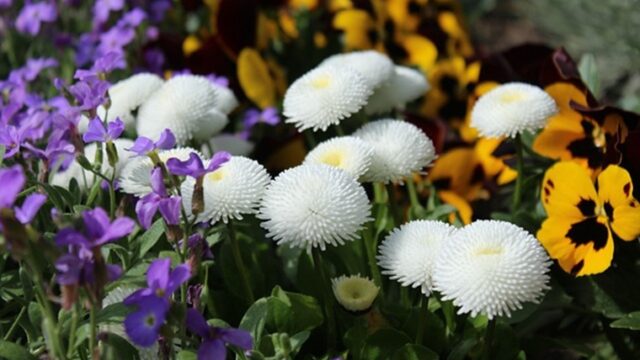 冬の花壇の花のパンジ－・ビオラ・デージー