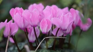 冬にピンク色の花を咲かせるシクラメン