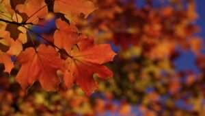 紅葉するサトウカエデ