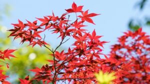 紅葉するノムラモミジ