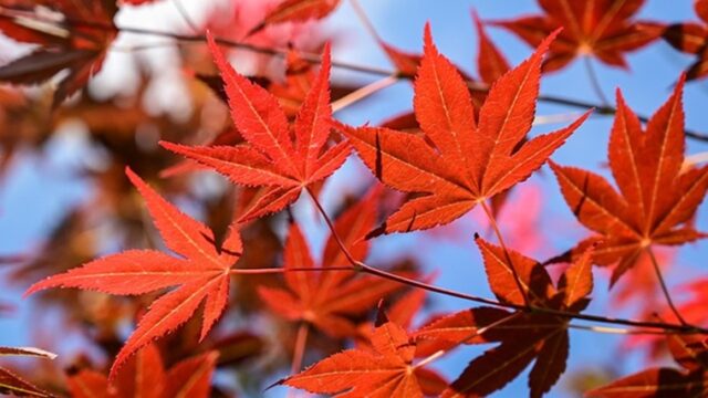 紅葉するイロハモミジ