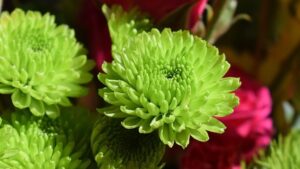 緑色の菊