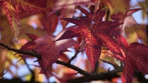 紅葉するモミジバフウ