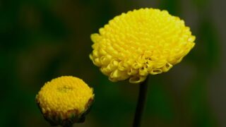 黄色い菊