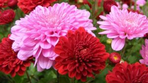 ピンクと赤の菊