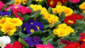 冬の花壇の花のプリムラジュリアン