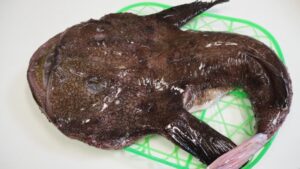 冬が旬の魚のアンコウ