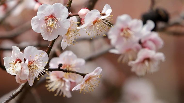 白い梅の花
