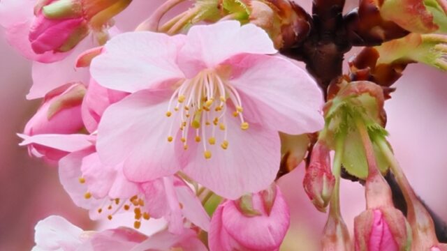 河津桜