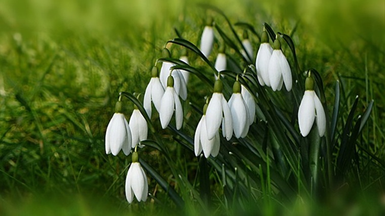 スノー ドロップの花