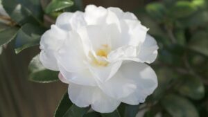 冬に白い花を咲かせるサザンカ