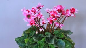冬の植物のシクラメン