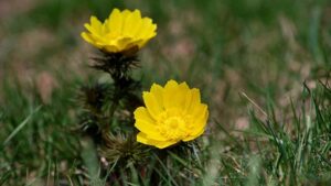 冬の花壇の花の福寿草