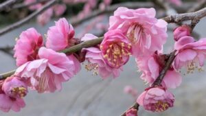 冬にピンク色の花を咲かせる梅