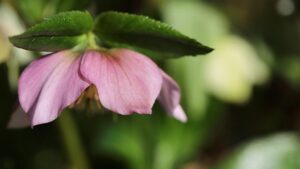 冬の花壇の花のクリスマスローズ