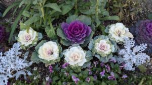 冬の花壇で楽しむ葉牡丹とシロタエギク