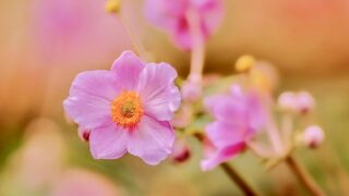 多年草の花のシュウメイギク