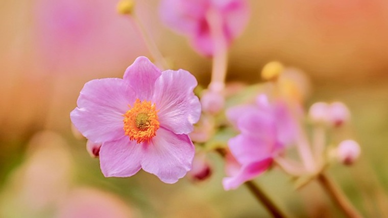 多年草の花のシュウメイギク