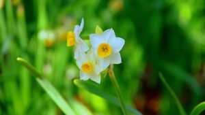 冬の植物のスイセン