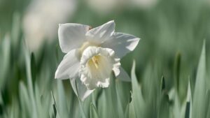 冬に白い花を咲かせるスイセン