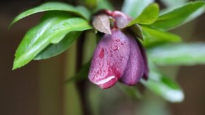 冬にピンク色の花を咲かせるクリスマスローズ