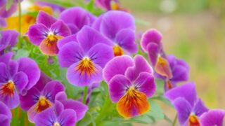冬の植物のビオラ